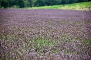 lavender-field.jpg