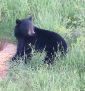 Bland black bear 2013