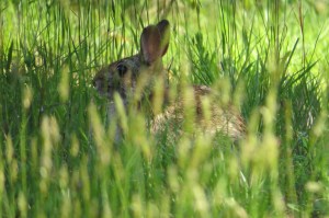 Bland rabbit may 2013
