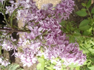 lilacs