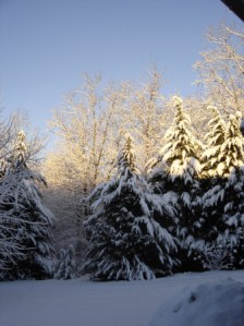 snow-covered-cypress